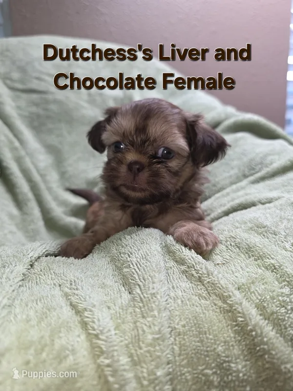 CKC Liver and Chocolate Female  – Shih Tzu puppy for sale in Palatka, FL