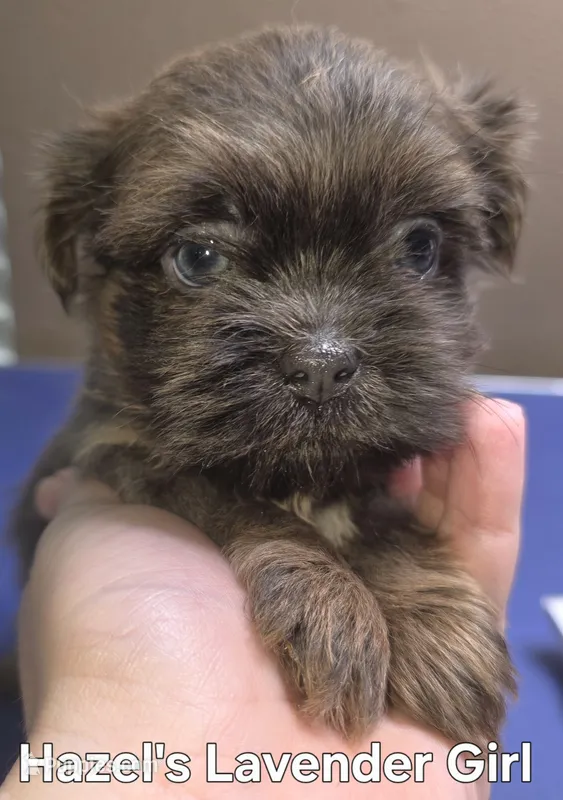 Hazel's Lavender Girl – Shih Tzu puppy for sale in Palatka, FL