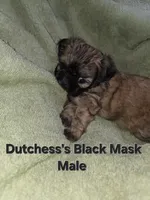 CKC Male with Black Mask, a male Shih Tzu for sale in Palatka, FL – 3 of 3