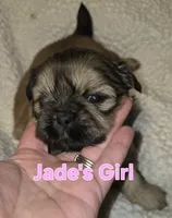 Jade's Girl 1, a female Shih Tzu for sale in Palatka, FL – 2 of 3