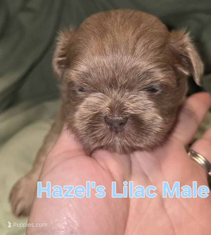 Hazel's Lilac Male – Shih Tzu puppy for sale in Palatka, FL