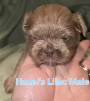 Hazel's Lilac Male, a male Shih Tzu for sale in Palatka, FL – 1 of 1