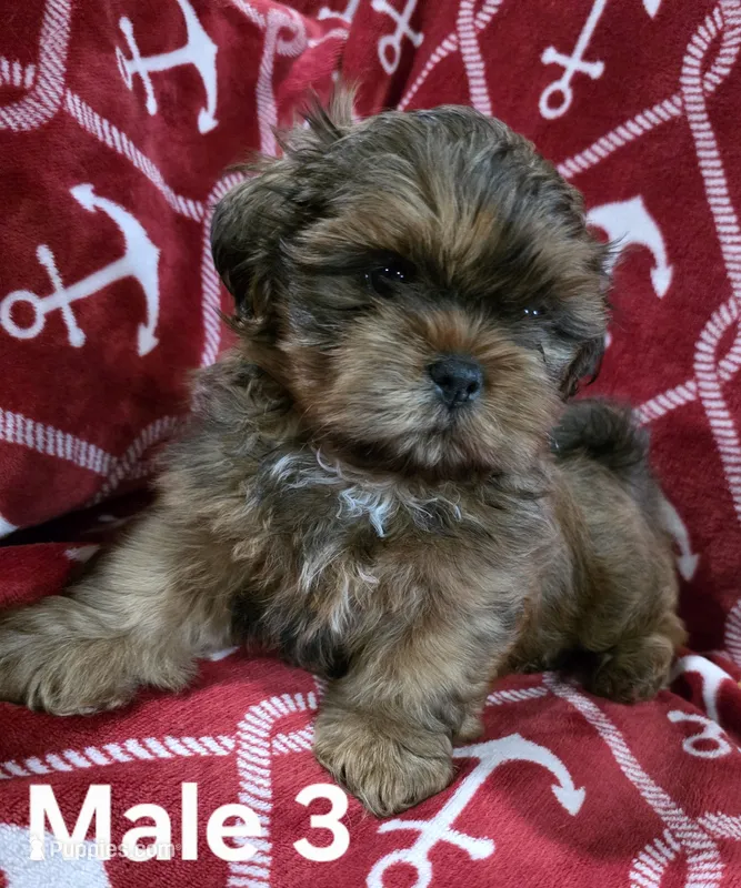 AKC Male 3 – Shih Tzu puppy for sale in Palatka, FL