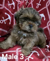 AKC Male 3, a male Shih Tzu for sale in Palatka, FL – 5 of 5