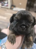 AKC Male 2, a male Shih Tzu for sale in Palatka, FL – 4 of 4