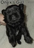 Onyx's Black Girl, a female Shih Tzu for sale in Palatka, FL – 2 of 3