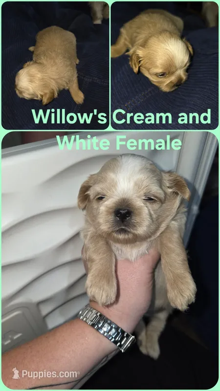 AKC - Cream and White Female – Shih Tzu puppy for sale in Palatka, FL