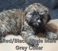CKC - Red and Black Male (Gray collar), a male Shih Tzu for sale in Palatka, FL – 2 of 9