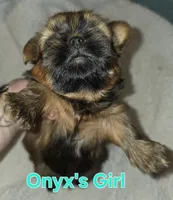 Onyxs Brown Girl , a female Shih Tzu for sale in Palatka, FL – 3 of 3