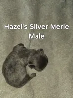 Hazel's Silver Male, a male Shih Tzu for sale in Palatka, FL – 3 of 3
