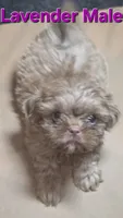 CKC Lavender Male, a male Shih Tzu for sale in Palatka, FL – 5 of 7