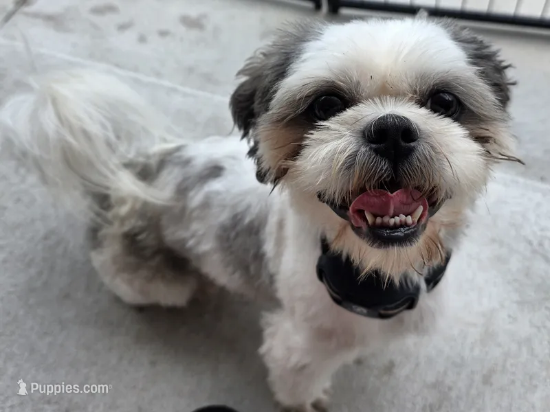 Bear - CKC – Shih Tzu puppy for sale in Palatka, FL