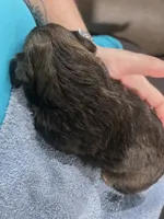 AKC Male 2, a male Shih Tzu for sale in Palatka, FL – 3 of 4