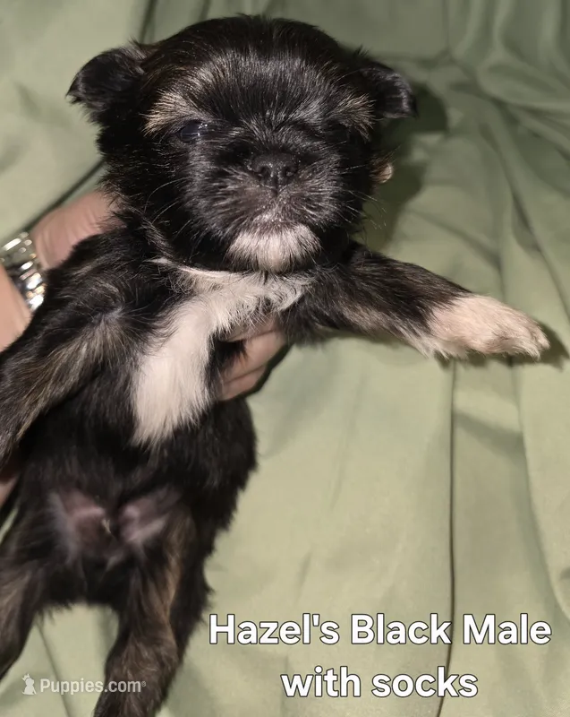 Hazels Black Male  – Shih Tzu puppy for sale in Palatka, FL