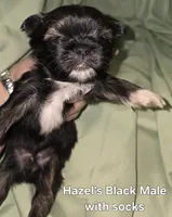 Hazels Black Male , a male Shih Tzu for sale in Palatka, FL – 1 of 1