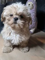 AKC - Cream and White Female, a female Shih Tzu for sale in Palatka, FL – 2 of 9