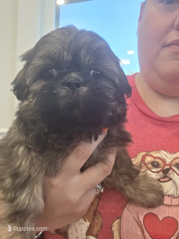 CKC - Red and Black Male (orange collar) – Shih Tzu puppy for sale in Palatka, FL