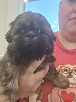 CKC - Red and Black Male (orange collar), a male Shih Tzu for sale in Palatka, FL – 1 of 7