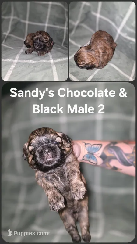 CKC - Chocolate and Black Male 2 – Shih Tzu puppy for sale in Palatka, FL