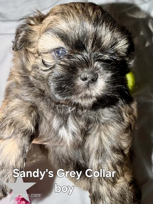 CKC - Red and Black Male 2 – Shih Tzu puppy for sale in Palatka, FL