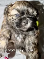 CKC - Red and Black Male (Gray collar), a male Shih Tzu for sale in Palatka, FL – 2 of 7