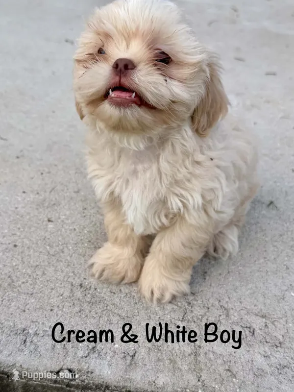 CKC White Male – Shih Tzu puppy for sale in Palatka, FL