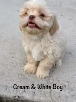 CKC White Male, a male Shih Tzu for sale in Palatka, FL – 2 of 9