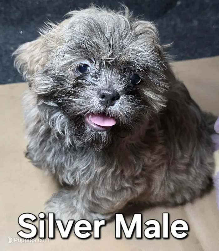 CKC - Silver Male – Shih Tzu puppy for sale in Palatka, FL