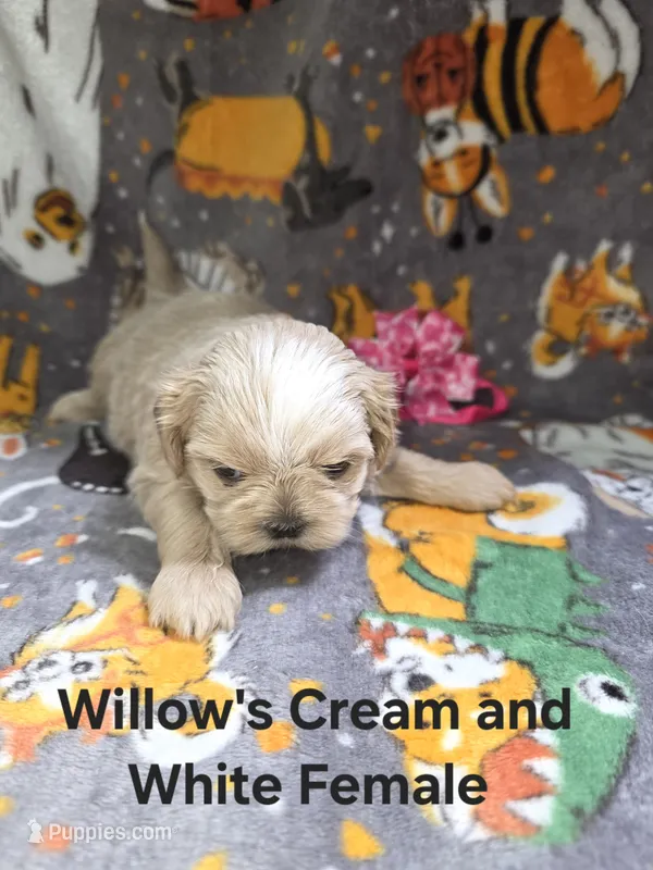 AKC - Cream and White Female – Shih Tzu puppy for sale in Palatka, FL
