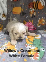 AKC - Cream and White Female, a female Shih Tzu for sale in Palatka, FL – 4 of 8