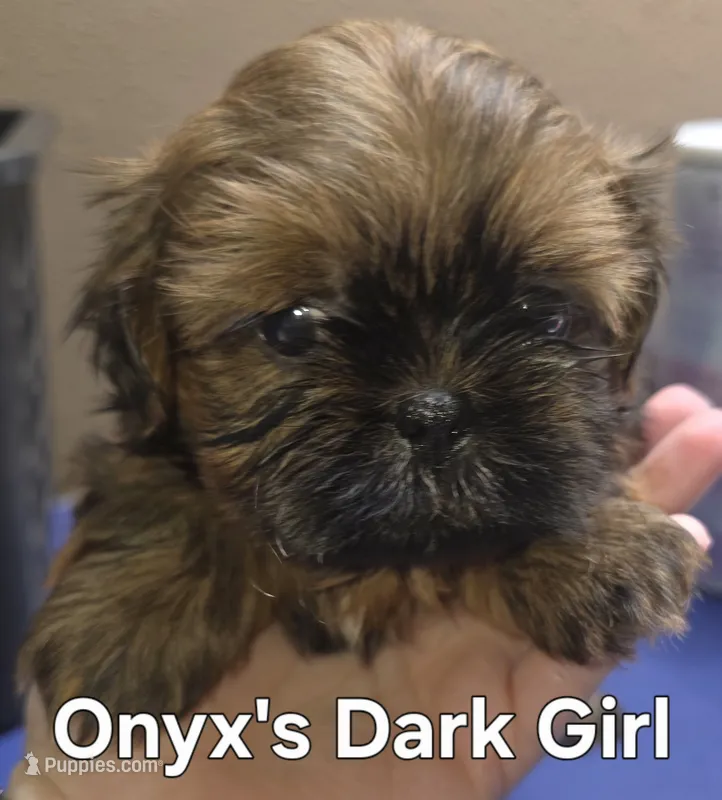 Onyxs Brown Girl  – Shih Tzu puppy for sale in Palatka, FL