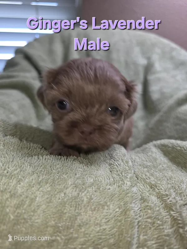 CKC Lavender Male – Shih Tzu puppy for sale in Palatka, FL