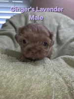 CKC Lavender Male, a male Shih Tzu for sale in Palatka, FL – 1 of 2