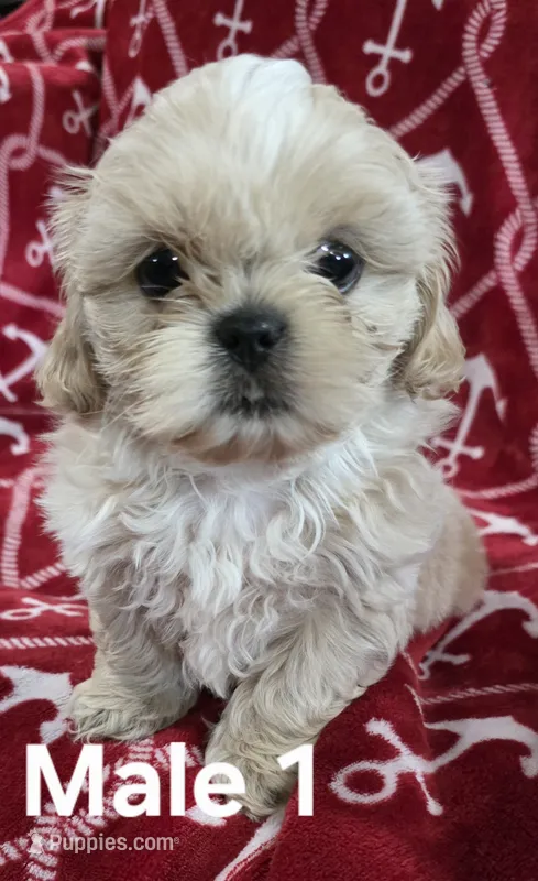 AKC Male 1 – Shih Tzu puppy for sale in Palatka, FL