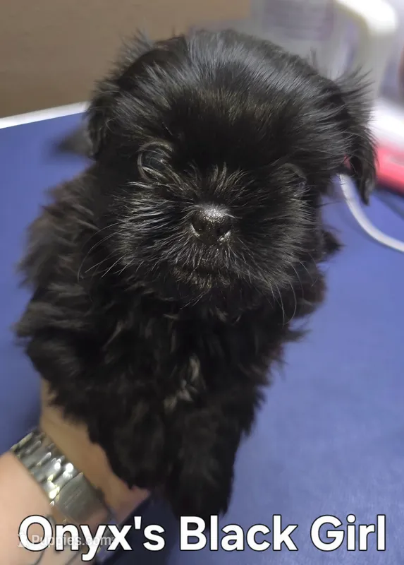Onyx's Black Girl – Shih Tzu puppy for sale in Palatka, FL