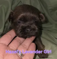 Hazel's Lavender Girl, a female Shih Tzu for sale in Palatka, FL – 1 of 3