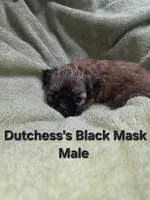 CKC Male with Black Mask, a male Shih Tzu for sale in Palatka, FL – 1 of 3