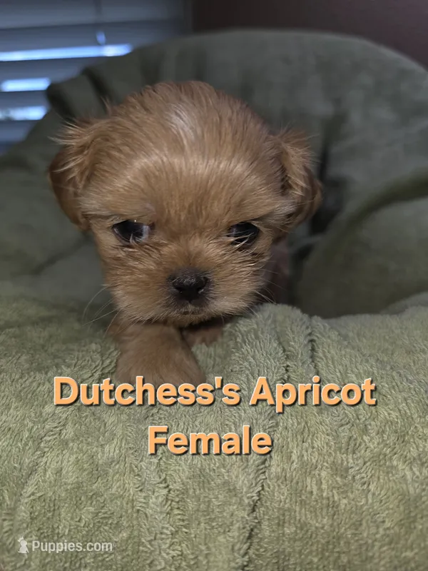 CKC Apricot Female  – Shih Tzu puppy for sale in Palatka, FL