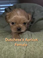 CKC Apricot Female , a female Shih Tzu for sale in Palatka, FL – 1 of 2