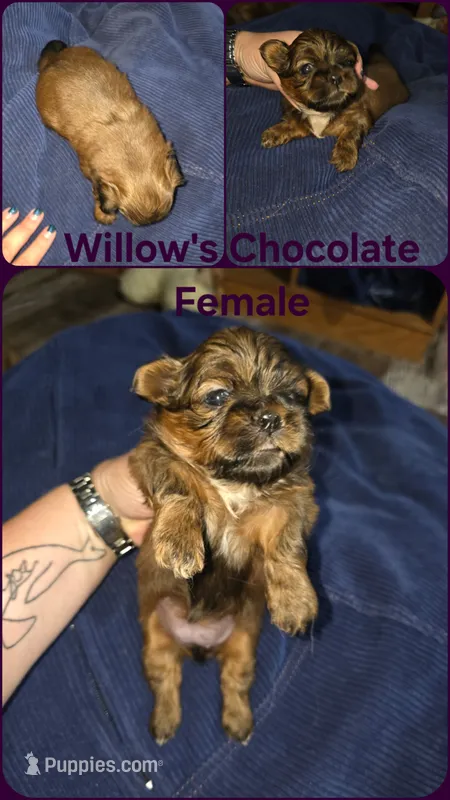 AKC - chocolate female  – Shih Tzu puppy for sale in Palatka, FL