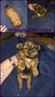 AKC - chocolate female , a female Shih Tzu for sale in Palatka, FL – 1 of 3