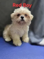 Red Male ckc, a male Shih Tzu for sale in Palatka, FL – Photo 2 of 9