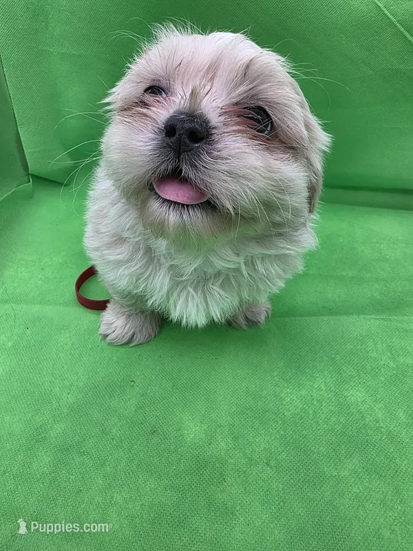 Red Male ckc – Shih Tzu puppy for sale in Palatka, FL