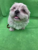 Red Male ckc, a male Shih Tzu for sale in Palatka, FL – Photo 3 of 9