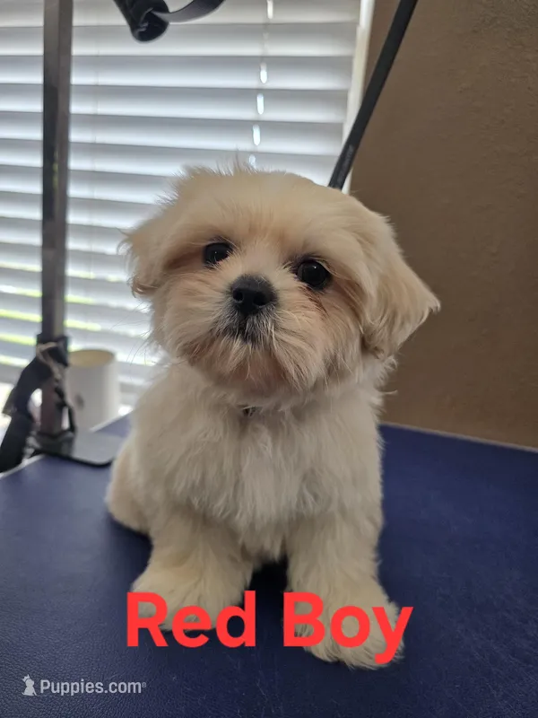Red Male ckc – Shih Tzu puppy for sale in Palatka, FL
