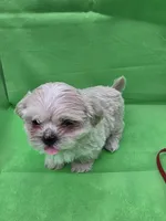 Red Male ckc, a male Shih Tzu for sale in Palatka, FL – Photo 4 of 9