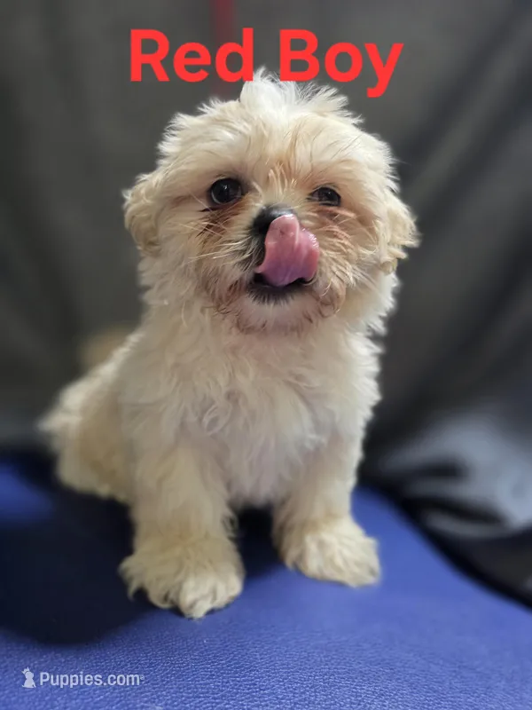 Red Male ckc – Shih Tzu puppy for sale in Palatka, FL