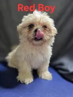 Red Male ckc, a male Shih Tzu for sale in Palatka, FL – Photo 1 of 9