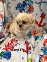 Red Male ckc, a male Shih Tzu for sale in Palatka, FL – Photo 9 of 9