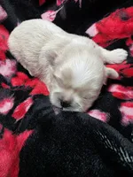 Red Male ckc, a male Shih Tzu for sale in Palatka, FL – Photo 1 of 5